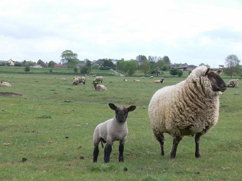 Mont Saint Michel 2010 - 382.jpg